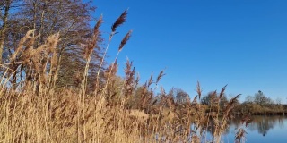 芦苇在风中缓慢移动。在湛蓝的湖面上拍摄的自然美景。