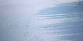 在芬兰，高大树木的影子映在地上的白雪上