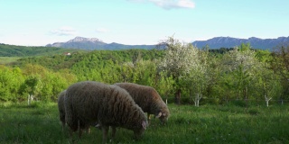 在绿色的田野里吃草的羊