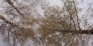 三棵巨大的桦树有着丰富的树冠和五彩缤纷的叶子，在秋天的色彩在风中摇曳- 813