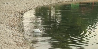 阿联酋阿布扎比的一只鹅正在池塘里清洗自己