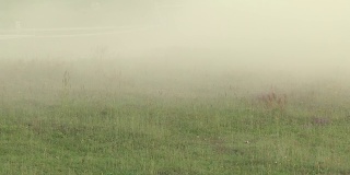 在森林道路上参加拉力赛的汽车扬起的尘雾