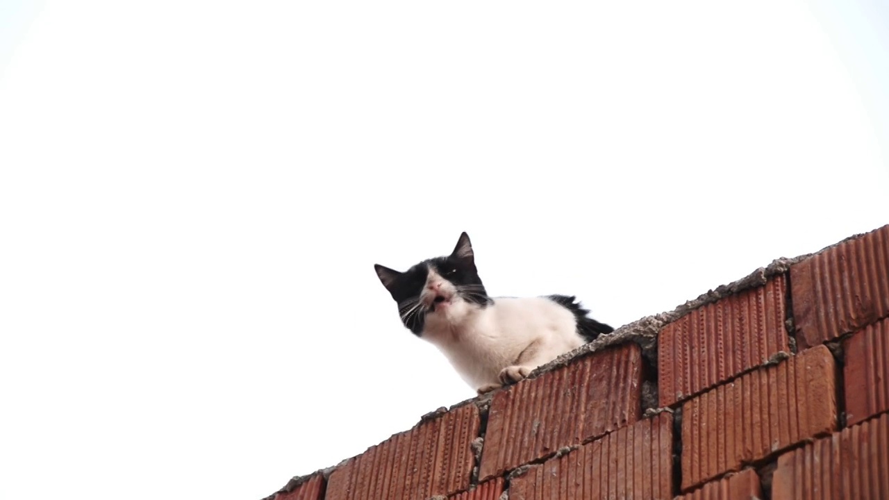 燕尾服猫在砖墙上喵喵叫。