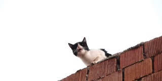 燕尾服猫在砖墙上喵喵叫。