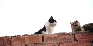 一只燕尾服猫和一只虎斑猫在砖墙上。