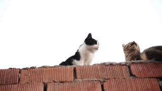 一只燕尾服猫和一只虎斑猫在砖墙上。视频素材模板下载