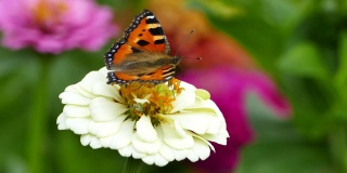 蝴蝶上花园花-小龟甲(Aglais urticae)上白色百日草优雅