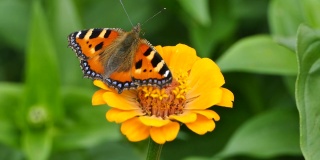 花园里百日菊花上的一种小龟甲蝴蝶