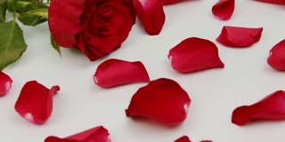 情人节。红玫瑰，白底色，花瓣。