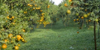 在阳光下灌溉橘子园