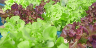 现代有机蔬菜农场的绿橡生菜。