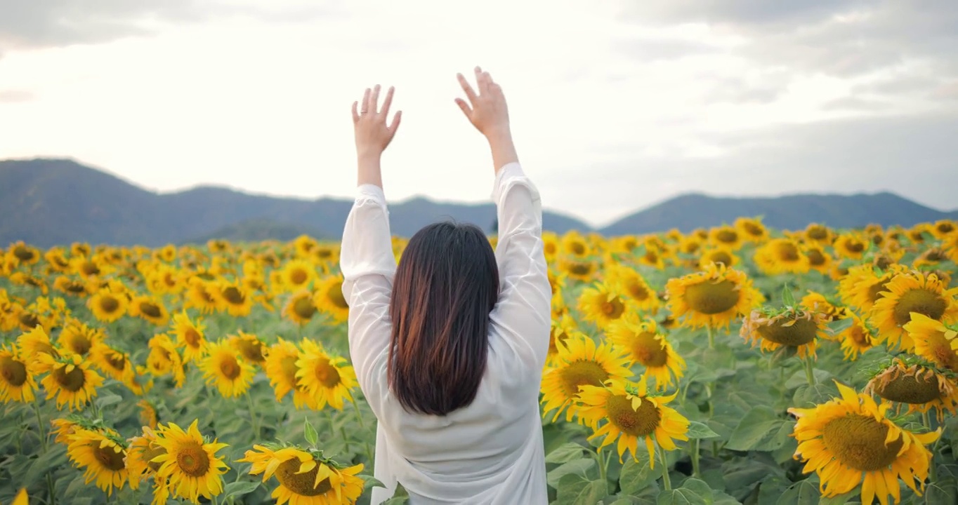 一个了不起的女人在黄色向日葵地里举起双手的背影。每天都是一个快乐的地方。向日葵田里的夕阳。自由的概念。