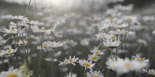 白色的雏菊在风中摇曳。万向节慢镜头拍摄的是风中娇嫩的黄白色花朵。夏天自然背景
