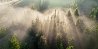 空中拍摄的美丽的阳光下雾蒙蒙的森林。阳光从树林中透出来，形成了薄雾。森林里美好的早晨