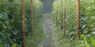 浇水后的花园景象。灌溉花场植物的水渠。水对人类和农业都是有用的。