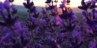 日落时，田野里盛开的薰衣草。普罗旺斯,法国。关闭了。有选择性的重点。薰衣草花春天背景与美丽的紫色颜色和散景灯