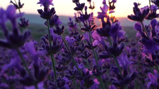 日落时，田野里盛开的薰衣草。普罗旺斯,法国。关闭了。有选择性的重点。薰衣草花春天背景与美丽的紫色颜色和散景灯视频素材模板下载