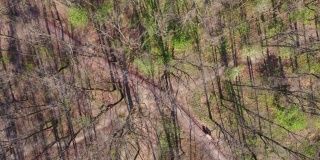 公园的部分树木之间铺有小径，鸟瞰图
