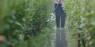 在花场给植物浇水的农学家。农民用运河水道的水浇灌植物。水对人类和农业都是有用的。