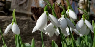 在房子前面的花园里，春天的风中点缀着绿茎的白色雪花莲