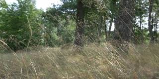 仲夏落叶林中被风吹动的高草61