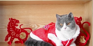 一只可爱的猫穿着传统的中国新年服装，环顾四周，旁边有两个老虎吉祥物，中国的意思是财富，没有标志，没有商标