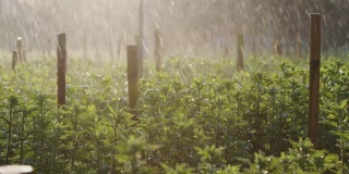 在一个花卉农场里，洒水器在植物上洒水。田间喷灌系统工作。水对人类和农业都是有用的。