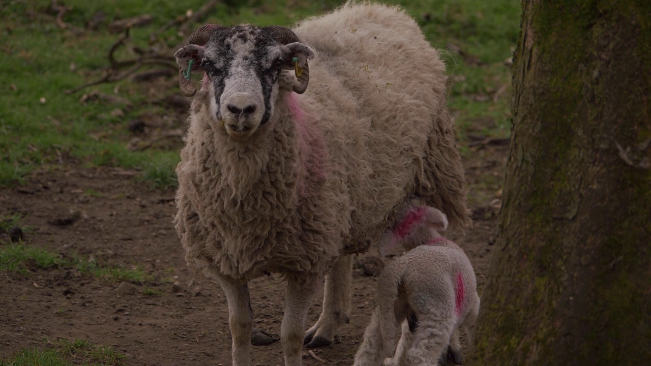 小羊吮吸母奶