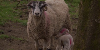 小羊吮吸母奶