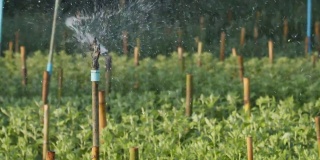 洒水器在花园里洒水。水对人类和农业都是有用的。田间喷灌系统工作。接近喷头旋转与水飞溅。