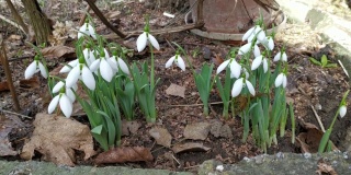 04 .房前花园的一小块空地上，白色的雪花莲在春风中枝干青翠
