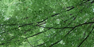 在森林中央，绿色的叶子和深棕色的树枝形成了一棵大树的宽阔树冠