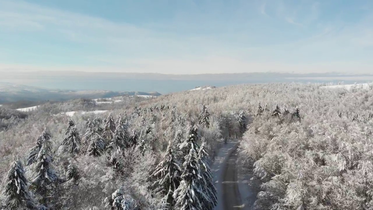 冬天的森林在雪地里被阳光的光芒照亮