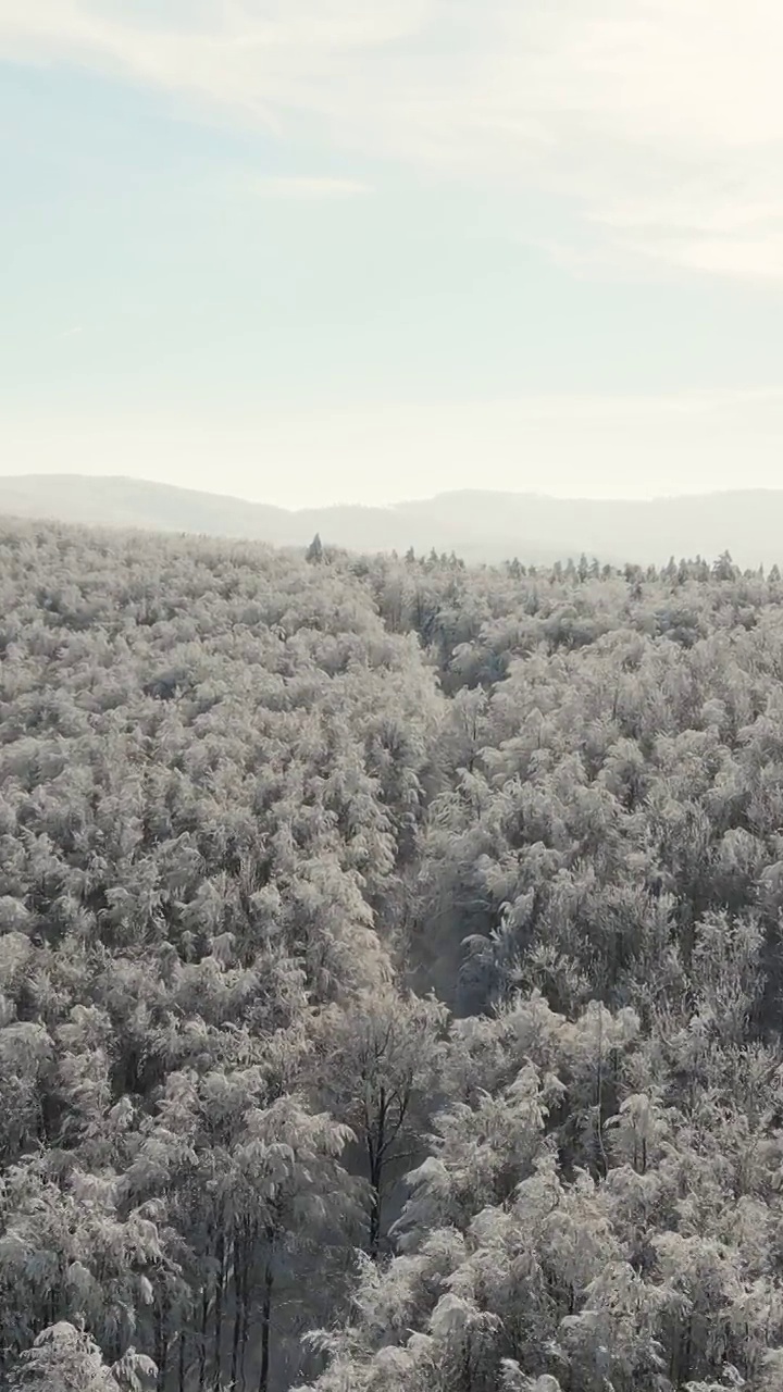 冬天的森林在雪地里被阳光的光芒照亮