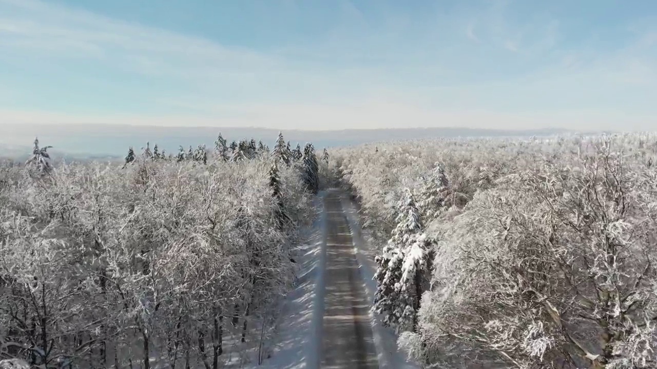 冬天的森林在雪地里被阳光的光芒照亮