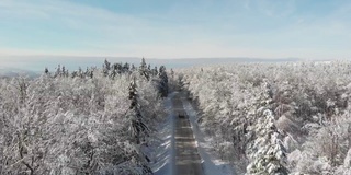 冬天的森林在雪地里被阳光的光芒照亮