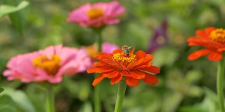 蜜蜂在花园百日花上采集花蜜和花粉，百日花在晴天盛开，储存视频