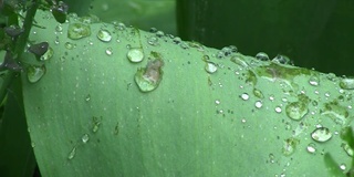 一场大雨过后，春雨滴在树叶上是美丽的，清晰得像一声哨子