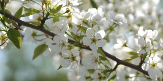 春天的阳光透过花园中白花花的树，绽放得密密的