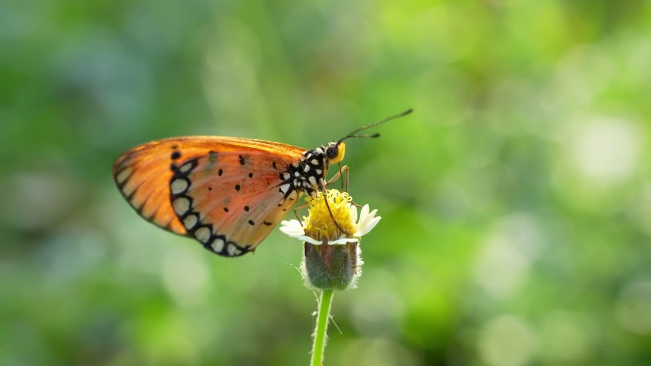在模糊的花园背景中，橙色蝴蝶在可爱的黄色花朵上觅食，蝴蝶在黄色花朵上收集花粉。