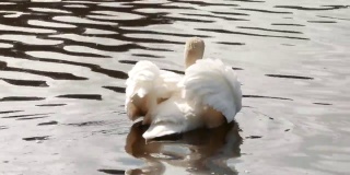 美丽的白天鹅漂浮在湖面上
