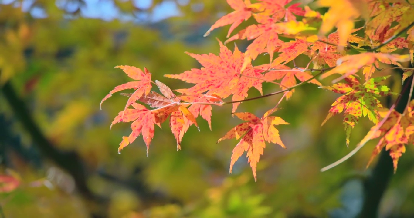 山上的树有着色彩鲜艳的秋叶