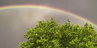 栗树上美丽的彩虹