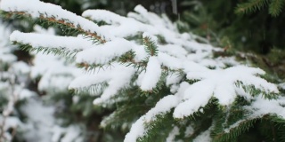 云杉树枝上的雪和后院的灌木丛里的雪