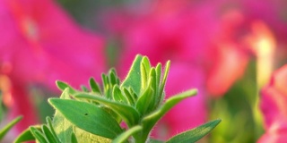 自家花园里的牵牛花