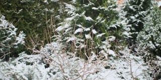 云杉树枝上的雪和后院的灌木丛里的雪