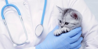 兽医与小灰色苏格兰小猫在他的手臂在医疗动物诊所关闭