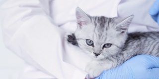 兽医与小灰色苏格兰小猫在他的手臂在医疗动物诊所关闭