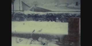 1968年，英国，雪地里的小鸟