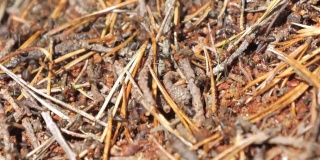 近距离观察芬兰埃斯波蚁丘上的红蚂蚁